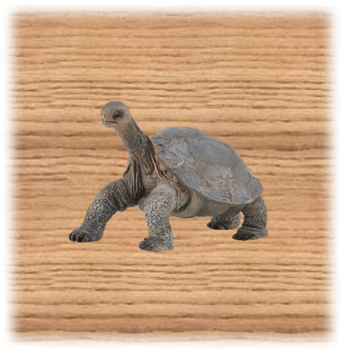 CollectA 7cm Pinta Island Tortoise Figure